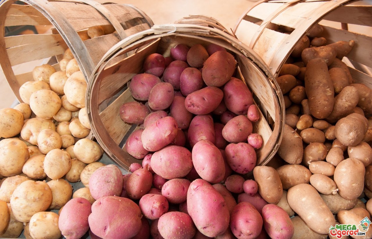 Лучшие сорта картофеля: классификация, виды, описание и выращивание